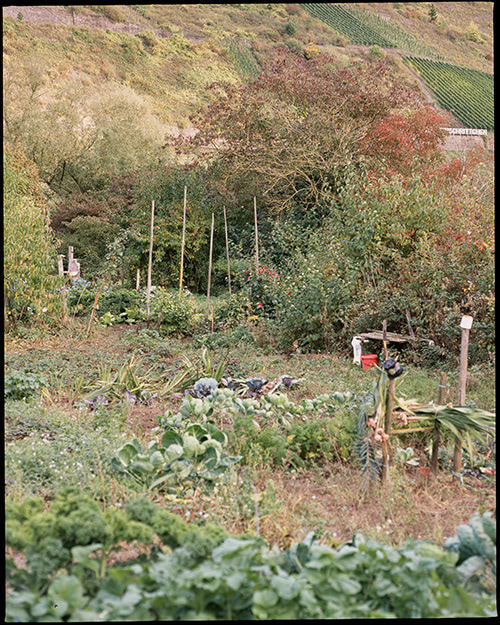 Blick auf Gemüsebeete im Spatsommer